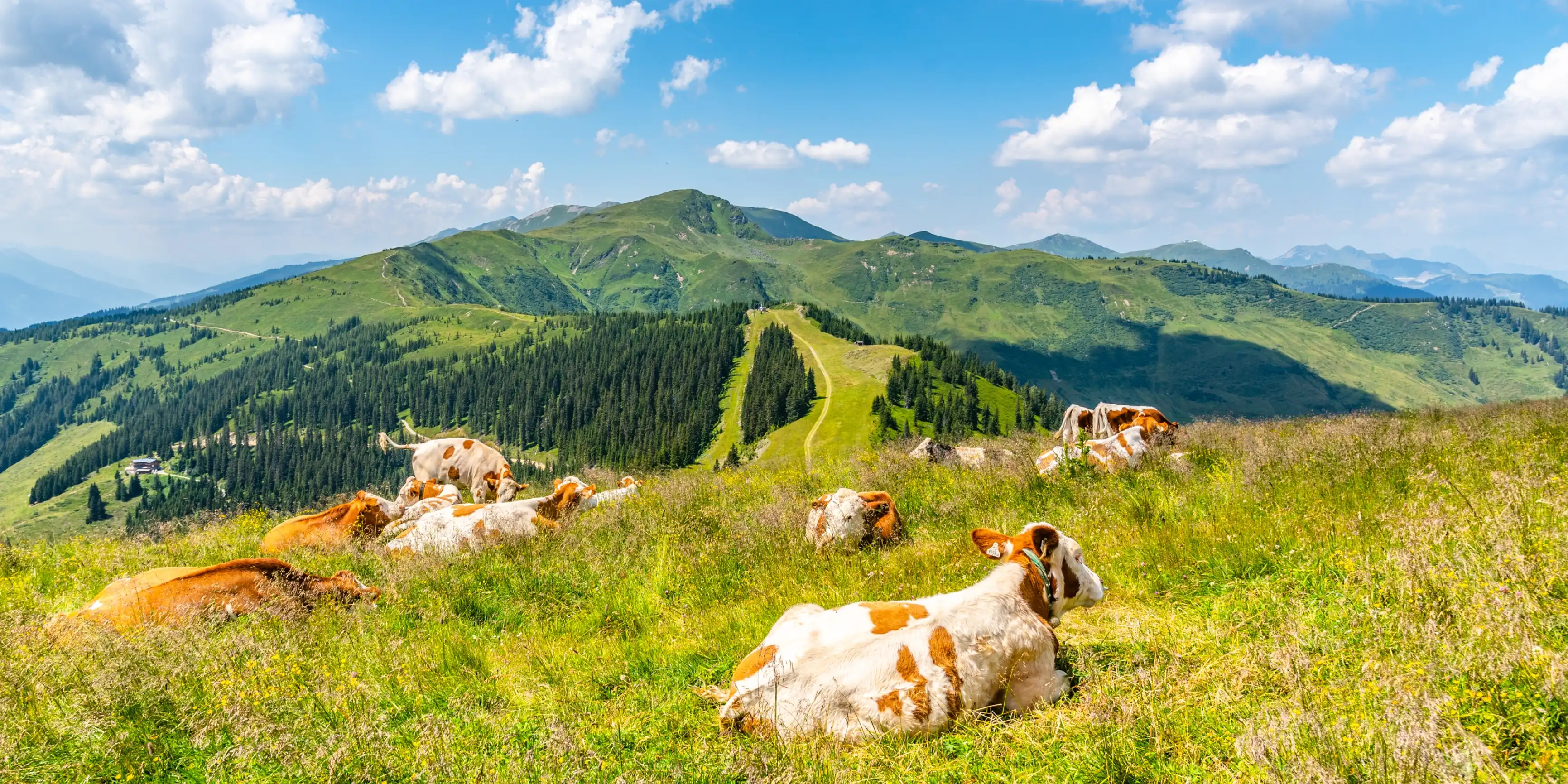 Krávy, louka, Alpy